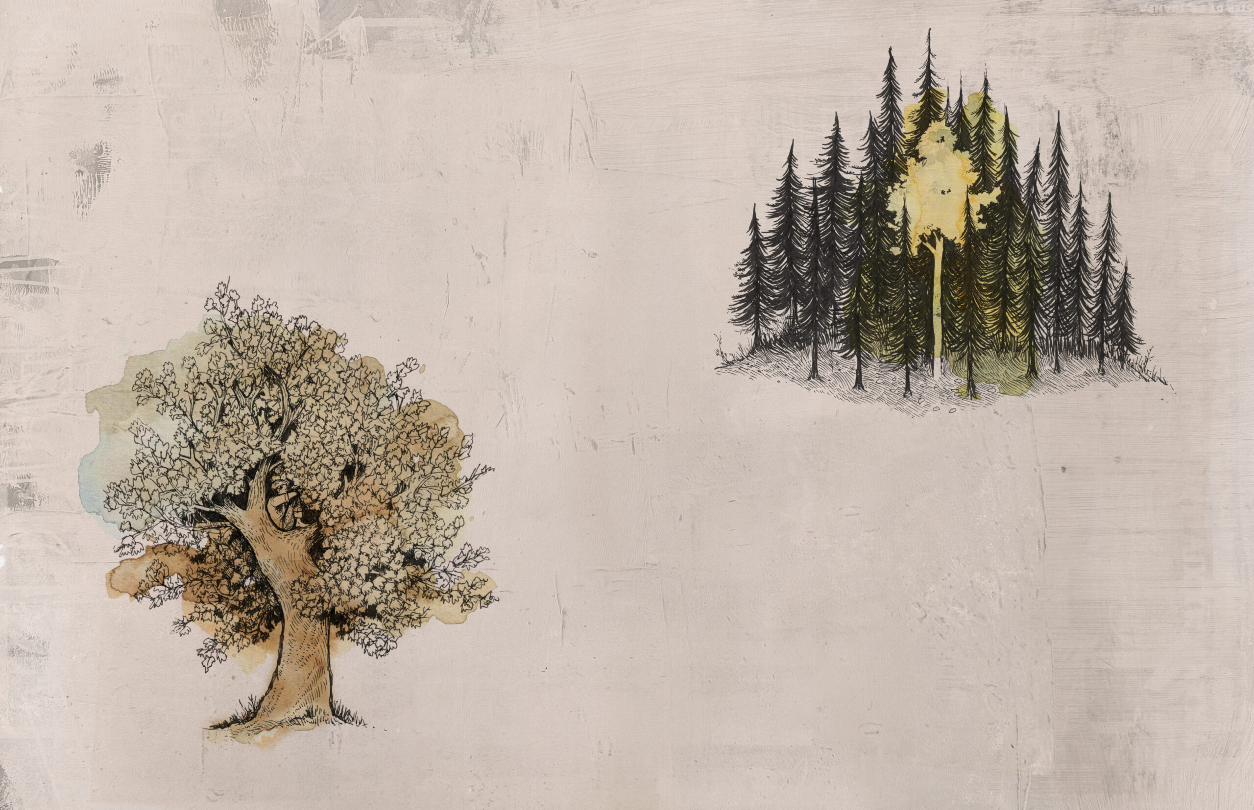 Eventually a Sequoia – POW Creative Alliance member Jeremy Collins on ...