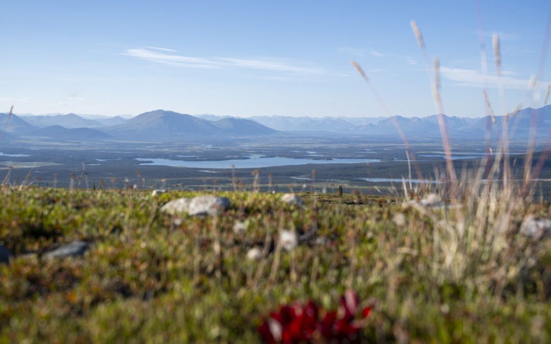 Why You Should Care About the Arctic National Wildlife Refuge—And What You Can Do to Help Protect It