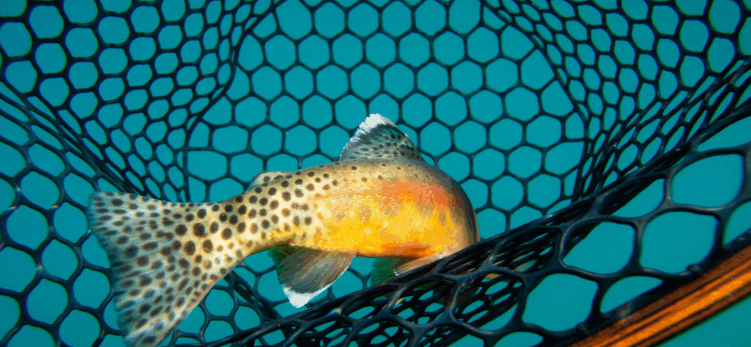 A Freezer and it’s Fish