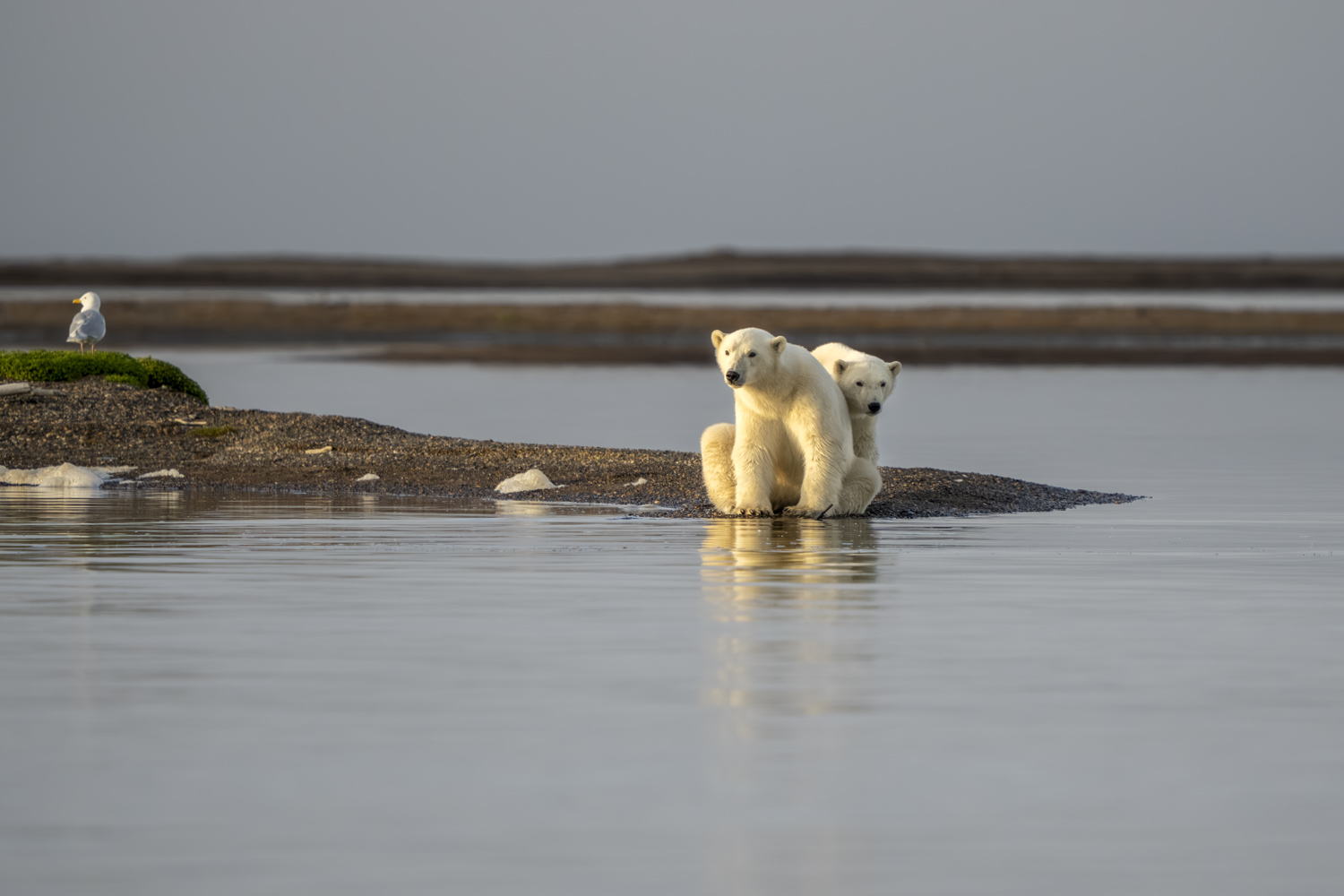 Protect the Arctic Refuge - Protect Our Winters